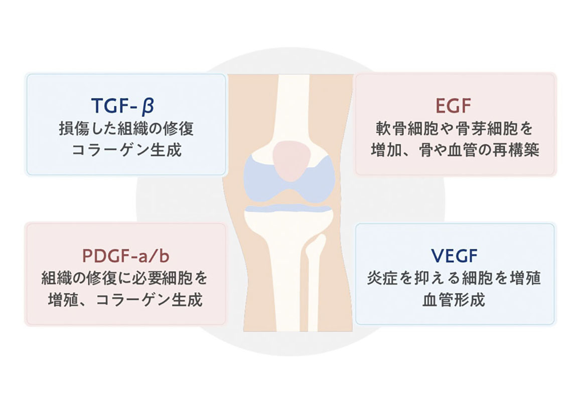 成長因子による作用のイメージ