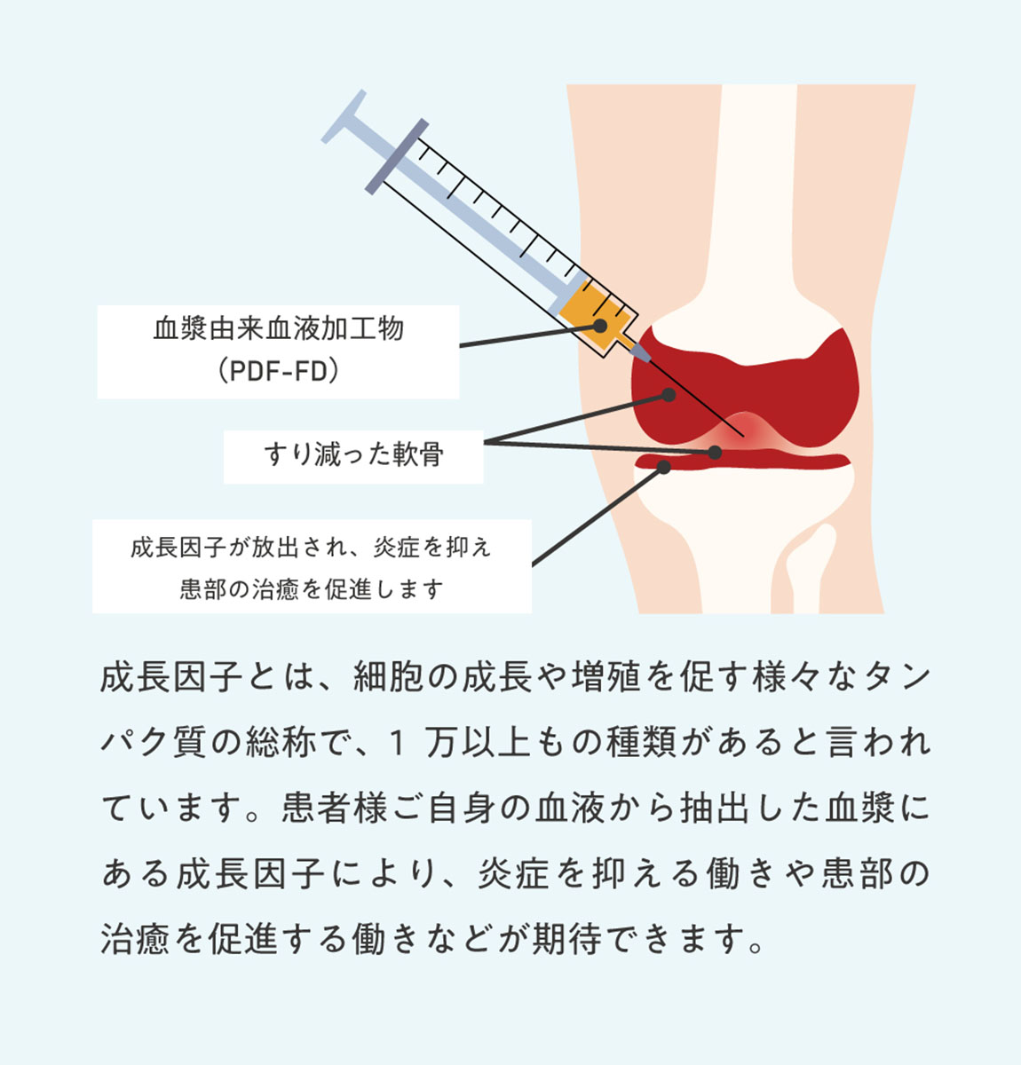 成長因子の働き